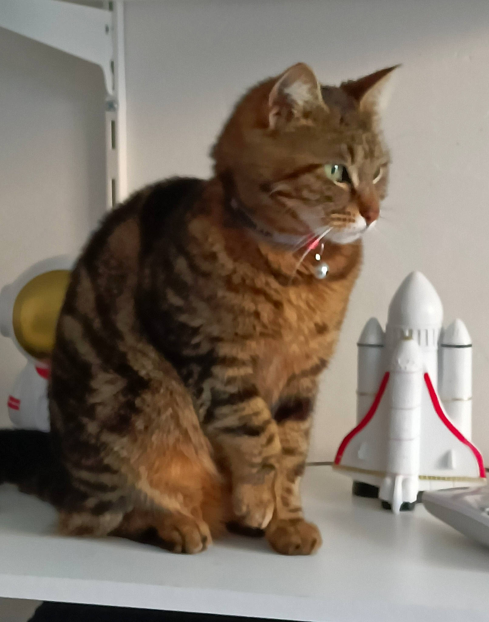 Pepette participe au concours pour gagner de l'argent avec cette photo : carnivore, cat, comfort, domestic_short_haired_cat, felidae, fur, household_cleaning_supply, household_supply, paw, small_to_medium_sized_cats, tail, whiskers