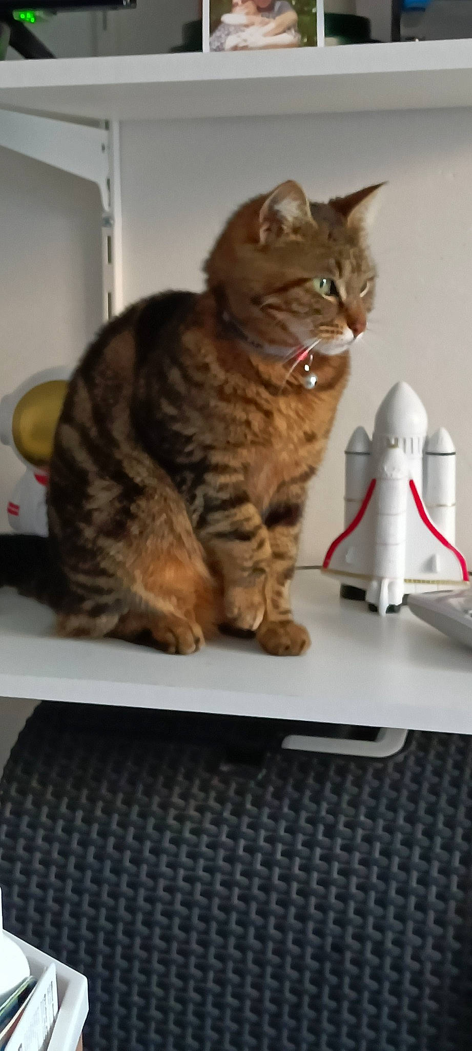 Pepette a rejoint le concours — aidez-le/la à gagner de superbes lots ! carnivore, cat, comfort, domestic_short_haired_cat, felidae, fur, household_supply, paper_towel, paw, small_to_medium_sized_cats, tail, whiskers