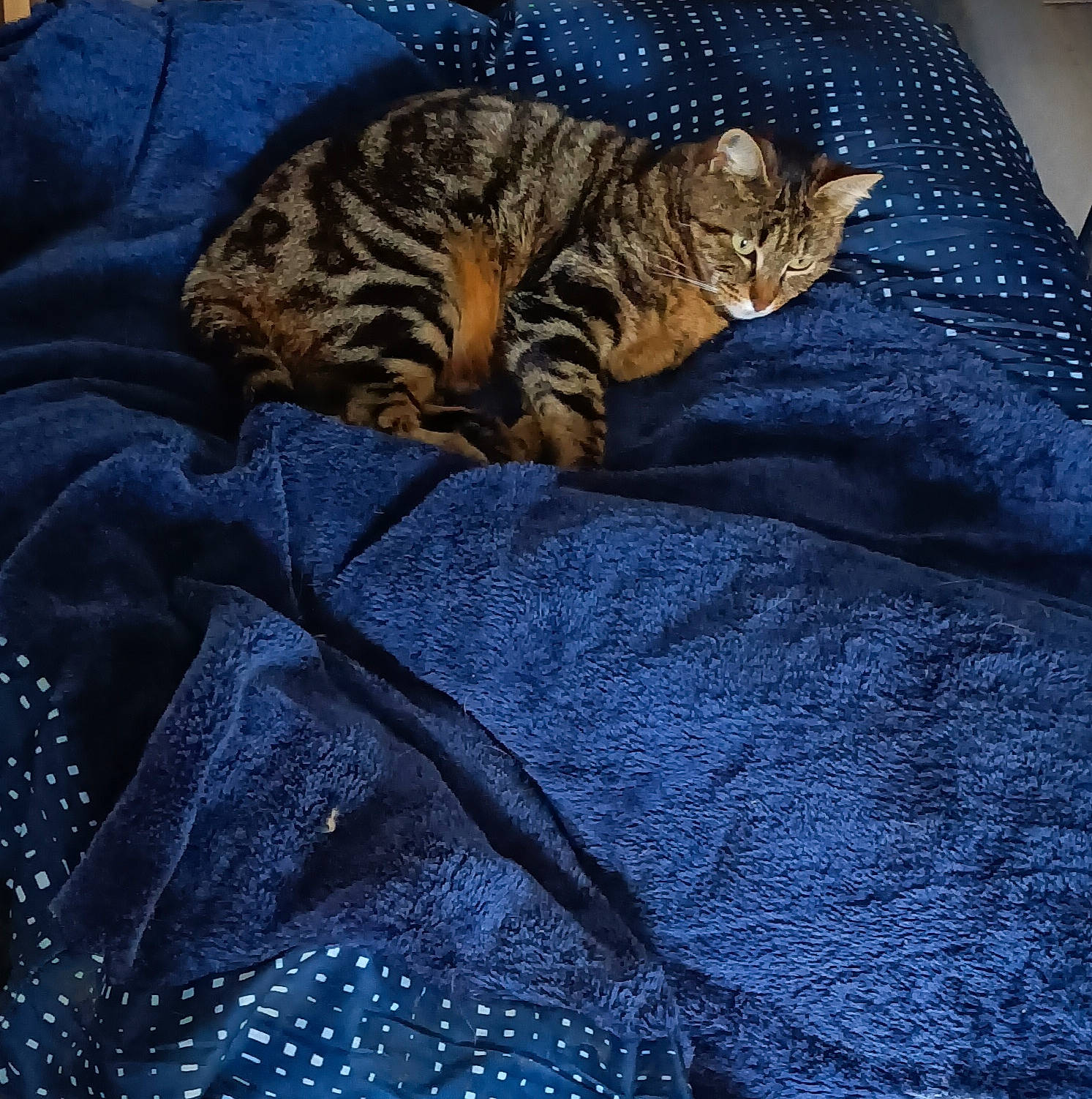 Pepette participe au concours pour gagner de l'argent avec cette photo : blue, carnivore, cat, comfort, domestic_short_haired_cat, electric_blue, fawn, felidae, fur, grey, linens, nap, pattern, small_to_medium_sized_cats, snout, tail, terrestrial_animal, textile, whiskers, wood