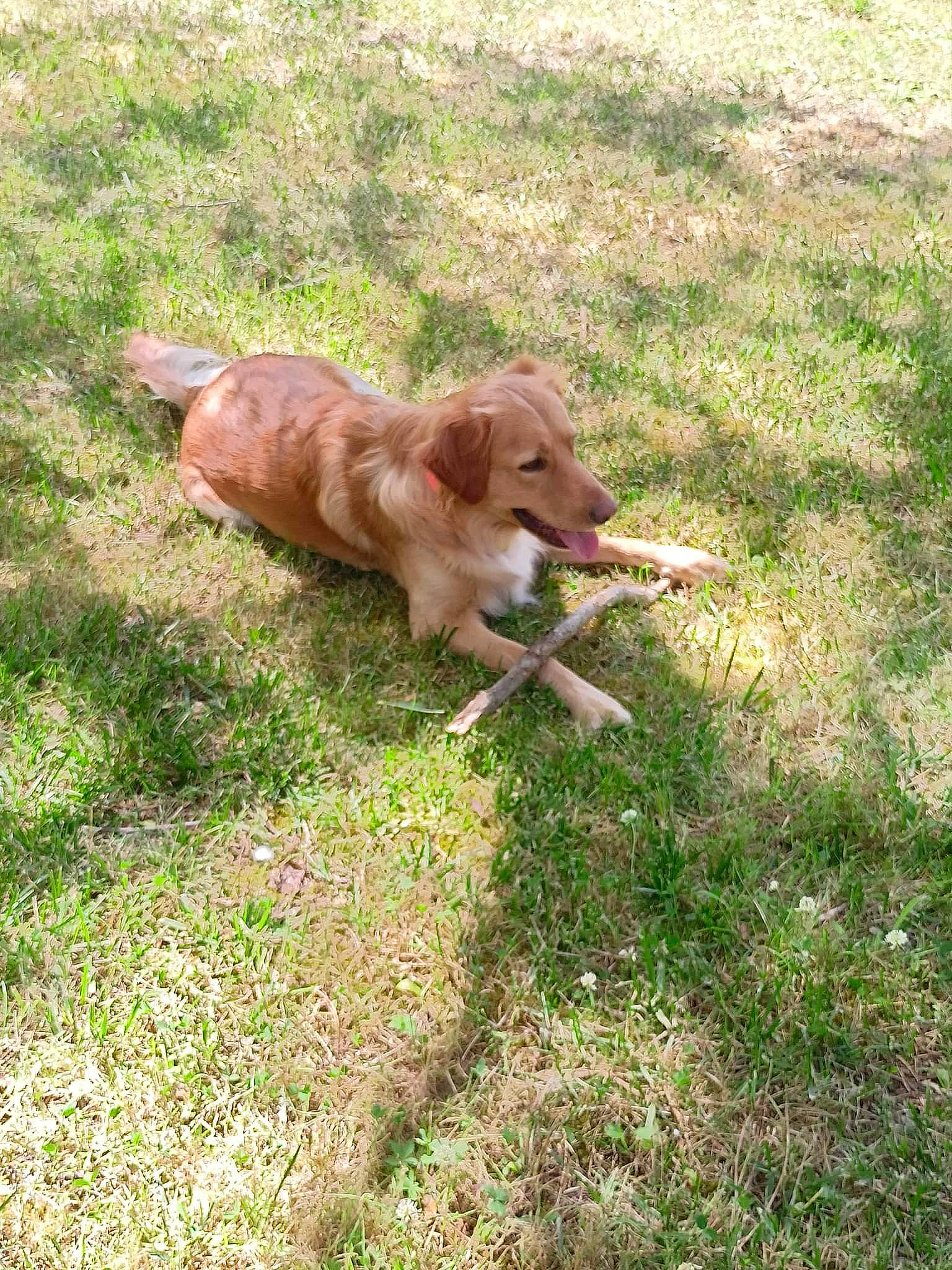 Crazy participe au concours pour gagner de l'argent avec cette photo : canidae, carnivore, companion_dog, dog, dog_breed, fawn, grass, groundcover, gun_dog, hunting_dog, liver, plant, sporting_group, tail, terrestrial_animal