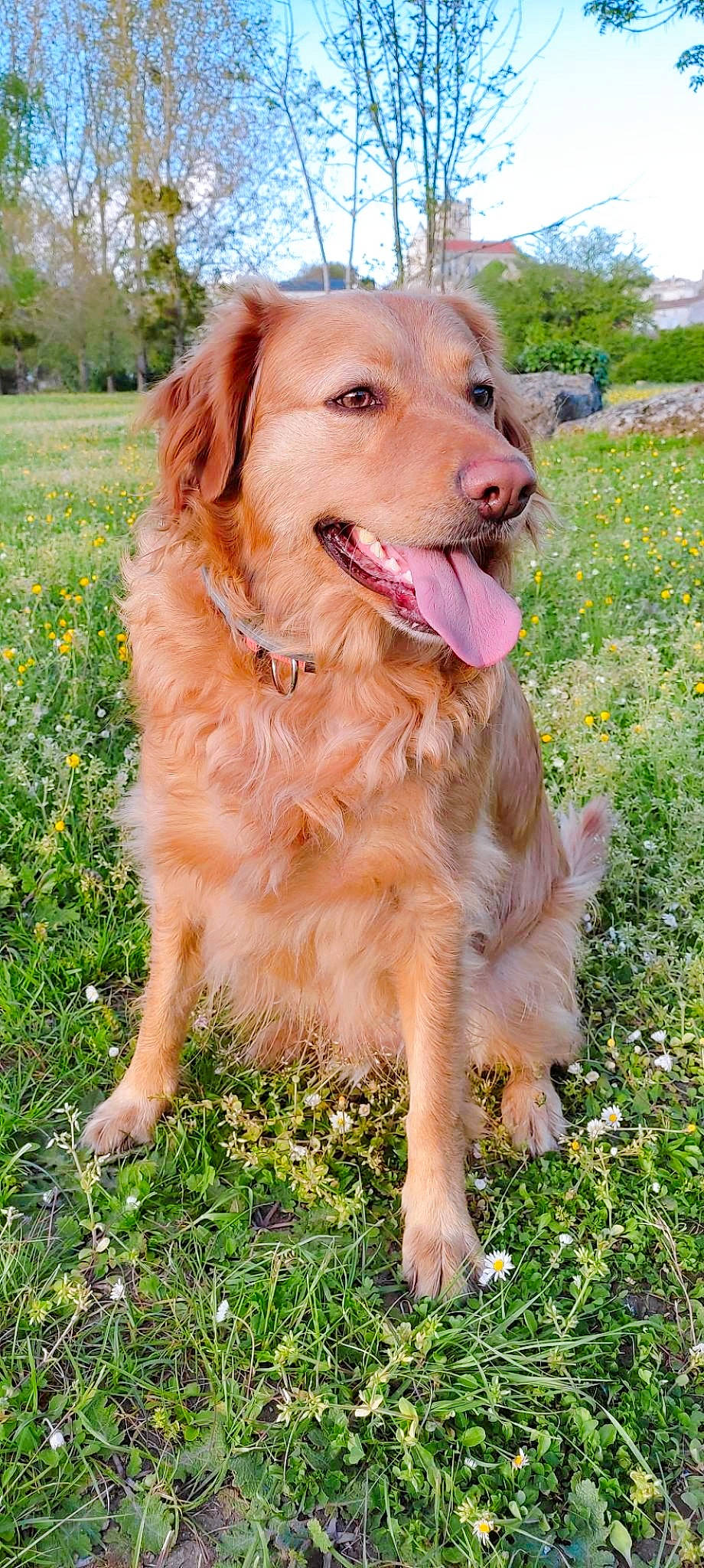 Crazy participe au concours pour gagner de l'argent avec cette photo : ball, canidae, carnivore, cloud, collar, companion_dog, dog, dog_breed, dog_collar, fawn, grass, gun_dog, liver, plant, retriever, sky, sporting_group, tree, working_animal, working_dog