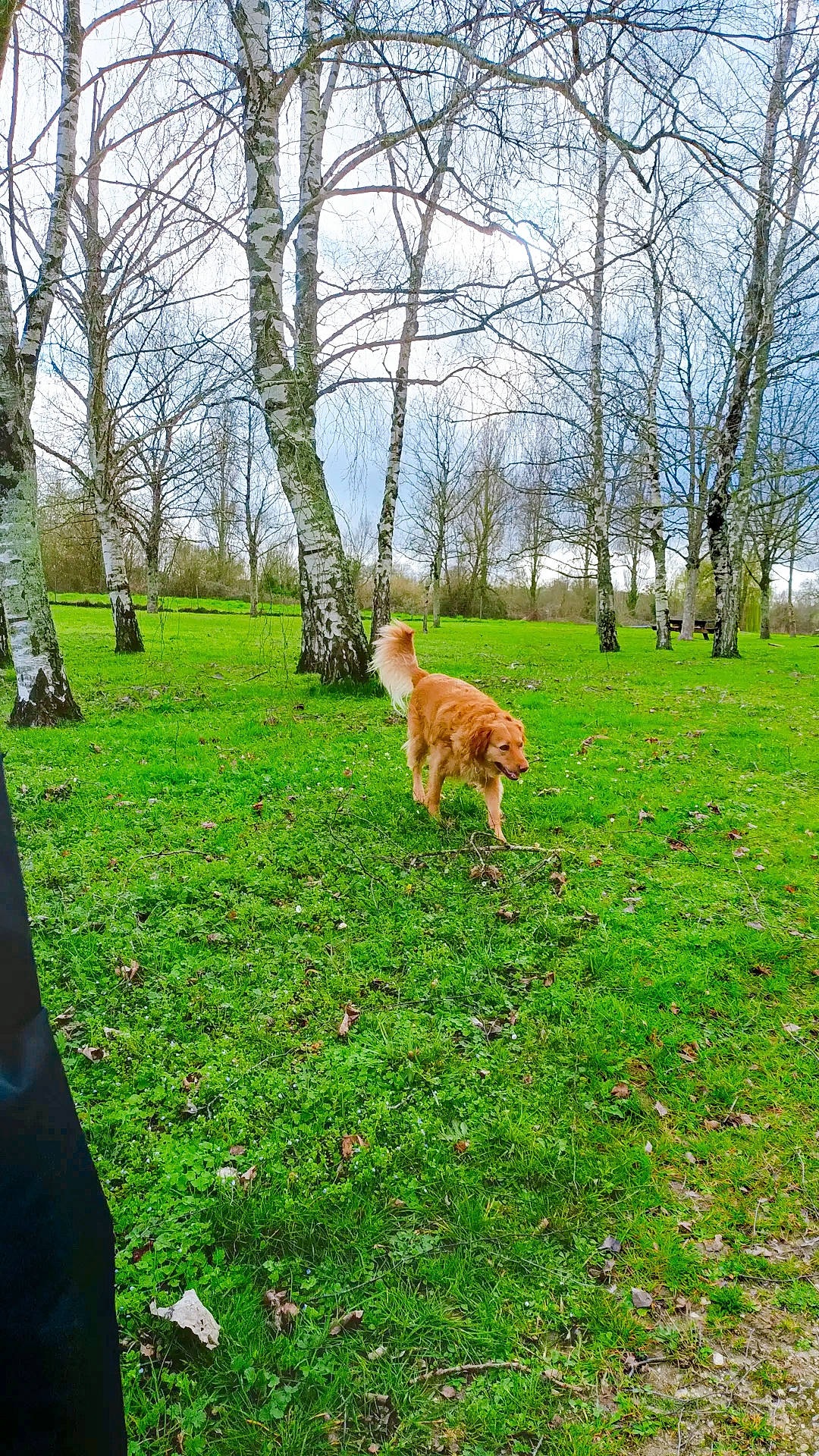 Crazy a rejoint le concours — aidez-le/la à gagner de superbes lots ! carnivore, companion_dog, dog, dog_breed, fawn, grass, grassland, groundcover, landscape, lawn, meadow, natural_landscape, pasture, people_in_nature, plant, shrub, sky, sporting_group, tree, trunk