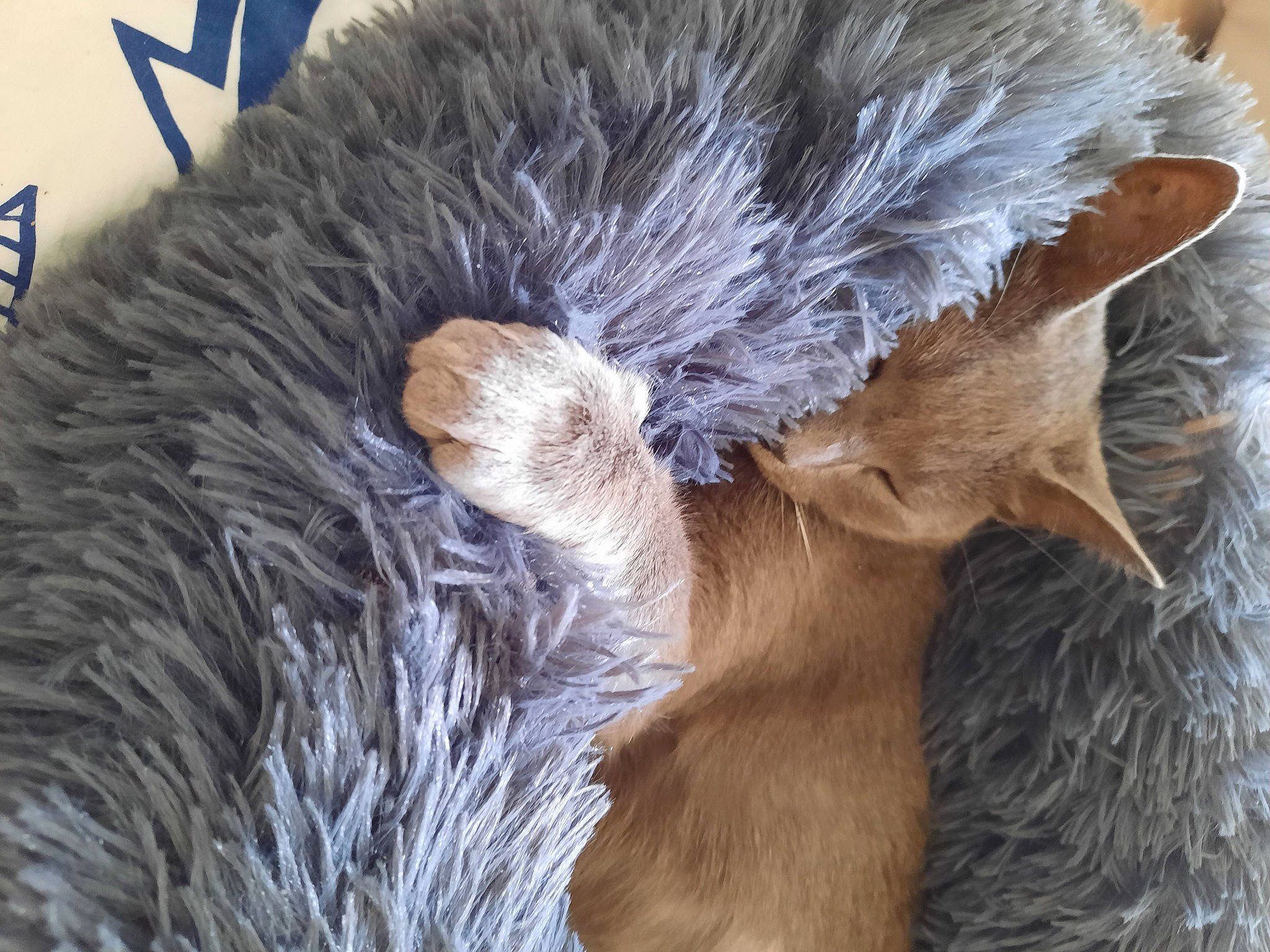 Minette participe au concours pour gagner de l'argent avec cette photo : animal_product, beak, cat_bed, claw, comfort, fawn, feather, fur, liver, natural_material, snout, tail, terrestrial_animal, whiskers, wildlife, wing, working_animal
