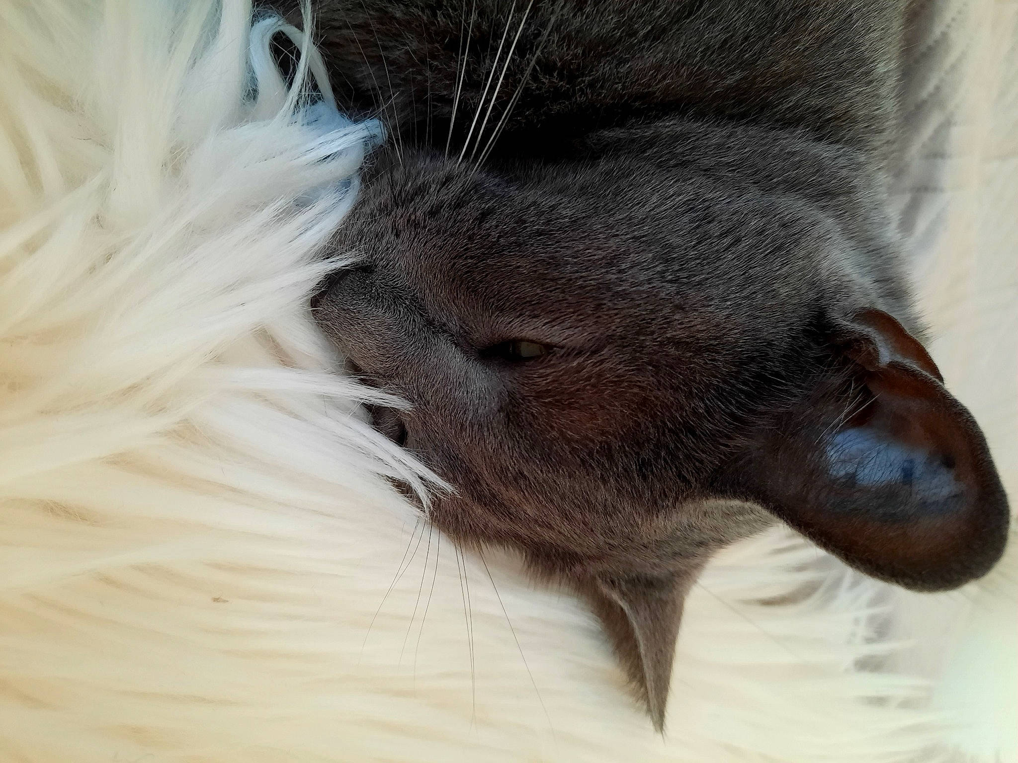 Minette participe au concours pour gagner de l'argent avec cette photo : canidae, carnivore, claw, dog_breed, domestic_short_haired_cat, fawn, felidae, foot, fur, human_leg, liver, paw, small_to_medium_sized_cats, snout, sporting_group, tail, terrestrial_animal, whiskers, wildlife, working_animal