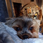 Victoria a rejoint le concours — aidez-le/la à gagner de superbes lots ! dog, close_up, blanket, cozy, indoor, pet, fur, snuggled, cute, resting, sleepy, brown, soft_texture, animal, face, nostrils, ears, home, comfort, warmth