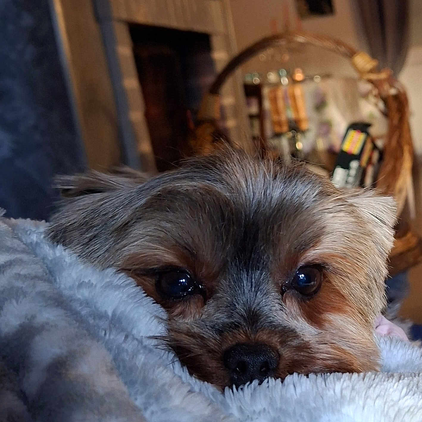 Victoria a rejoint le concours — aidez-le/la à gagner de superbes lots ! dog, close_up, blanket, cozy, indoor, pet, fur, snuggled, cute, resting, sleepy, brown, soft_texture, animal, face, nostrils, ears, home, comfort, warmth