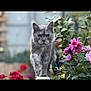 cat, gray_cat, flowers, pink_flowers, red_flowers, garden, outdoor, nature, plants, greenery, walking, focused, animal, pet, fur, leaf, blurry_background, closeup, confident, ledge