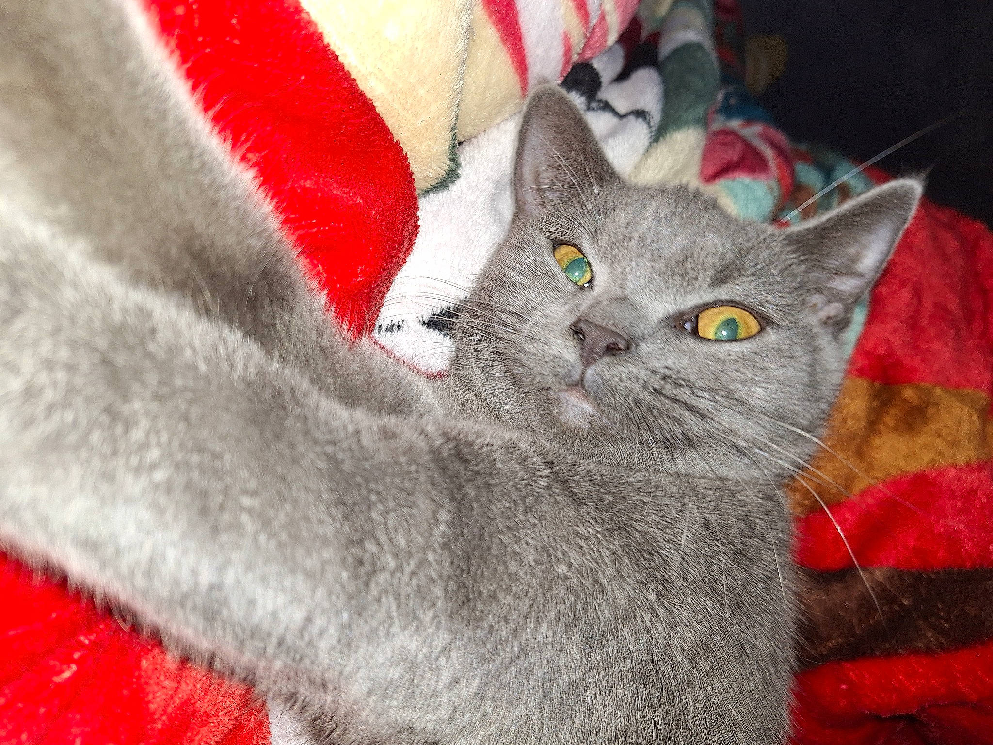 Holly a rejoint le concours — aidez-le/la à gagner de superbes lots ! carmine, carnivore, cat, close_up, comfort, domestic_short_haired_cat, felidae, fur, grey, russian_blue, small_to_medium_sized_cats, snout, tail, whiskers