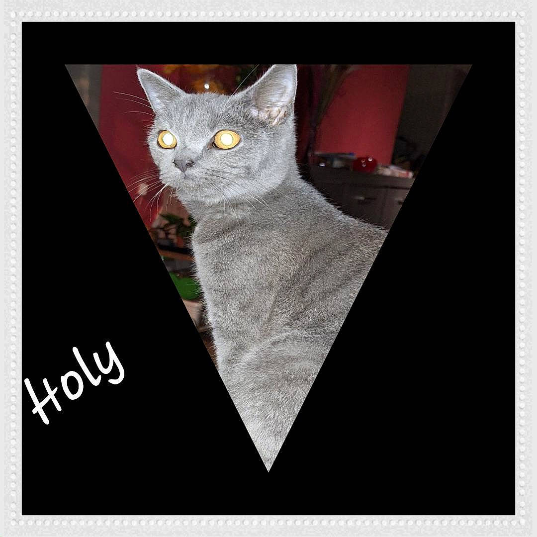 Holly a rejoint le concours — aidez-le/la à gagner de superbes lots ! art, carnivore, cat, circle, craft, creative_arts, domestic_short_haired_cat, felidae, font, grey, illustration, pattern, photo_caption, rectangle, sleeve, small_to_medium_sized_cats, tail, whiskers