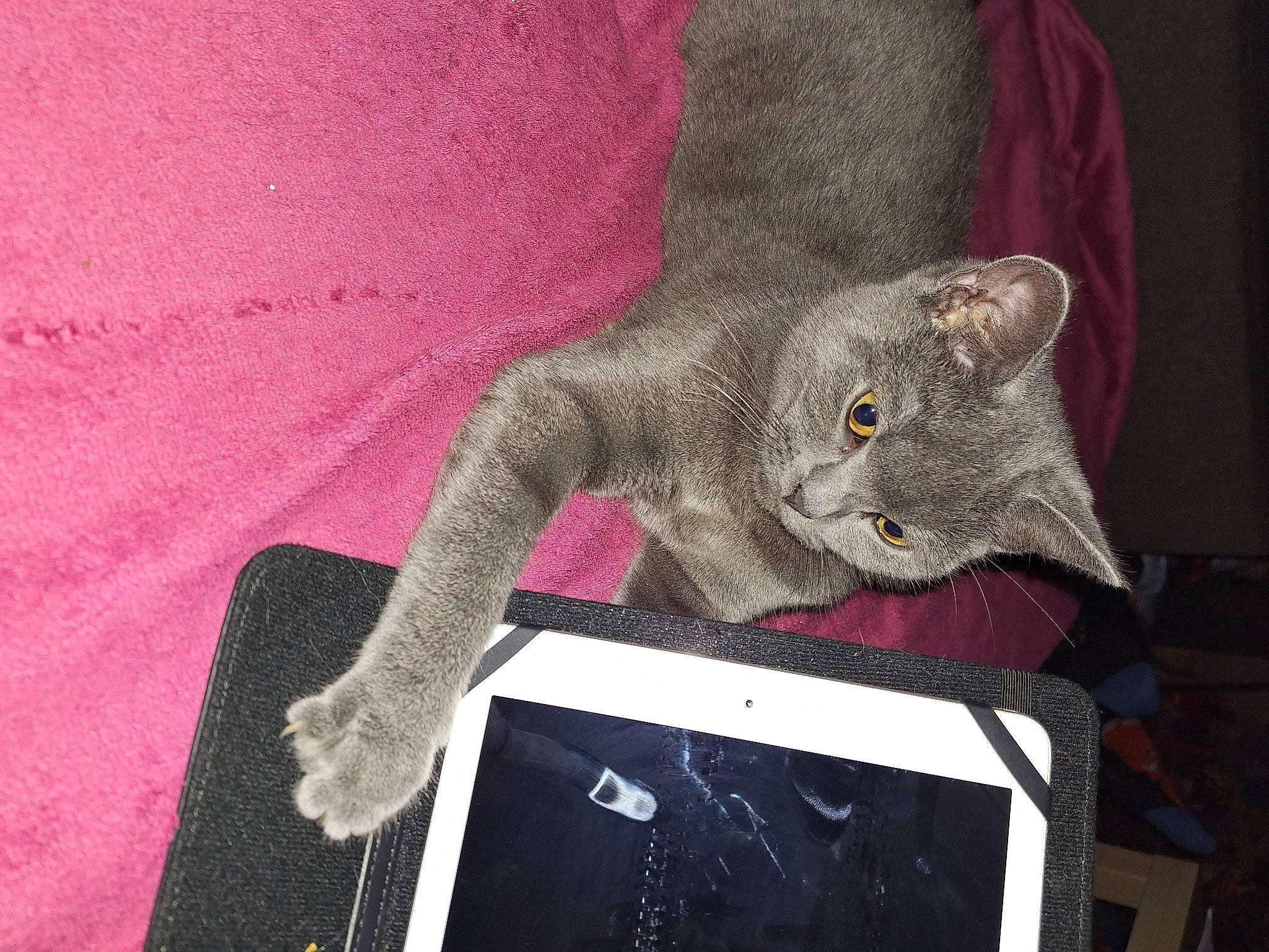 Holly participe au concours pour gagner de l'argent avec cette photo : carmine, carnivore, cat, domestic_short_haired_cat, fawn, felidae, fur, grey, linens, magenta, pattern, sleeve, small_to_medium_sized_cats, snout, tail, textile, thread, whiskers, wool, woven_fabric