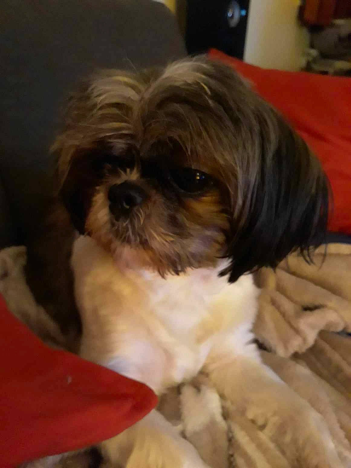 Shelby a rejoint le concours — aidez-le/la à gagner de superbes lots ! canidae, carnivore, comfort, companion_dog, dog, dog_breed, fawn, fur, liver, mal_shi, maltepoo, non_sporting_group, shih_poo, shih_tzu, small_terrier, snout, sporting_group, terrier, toy_dog, working_animal