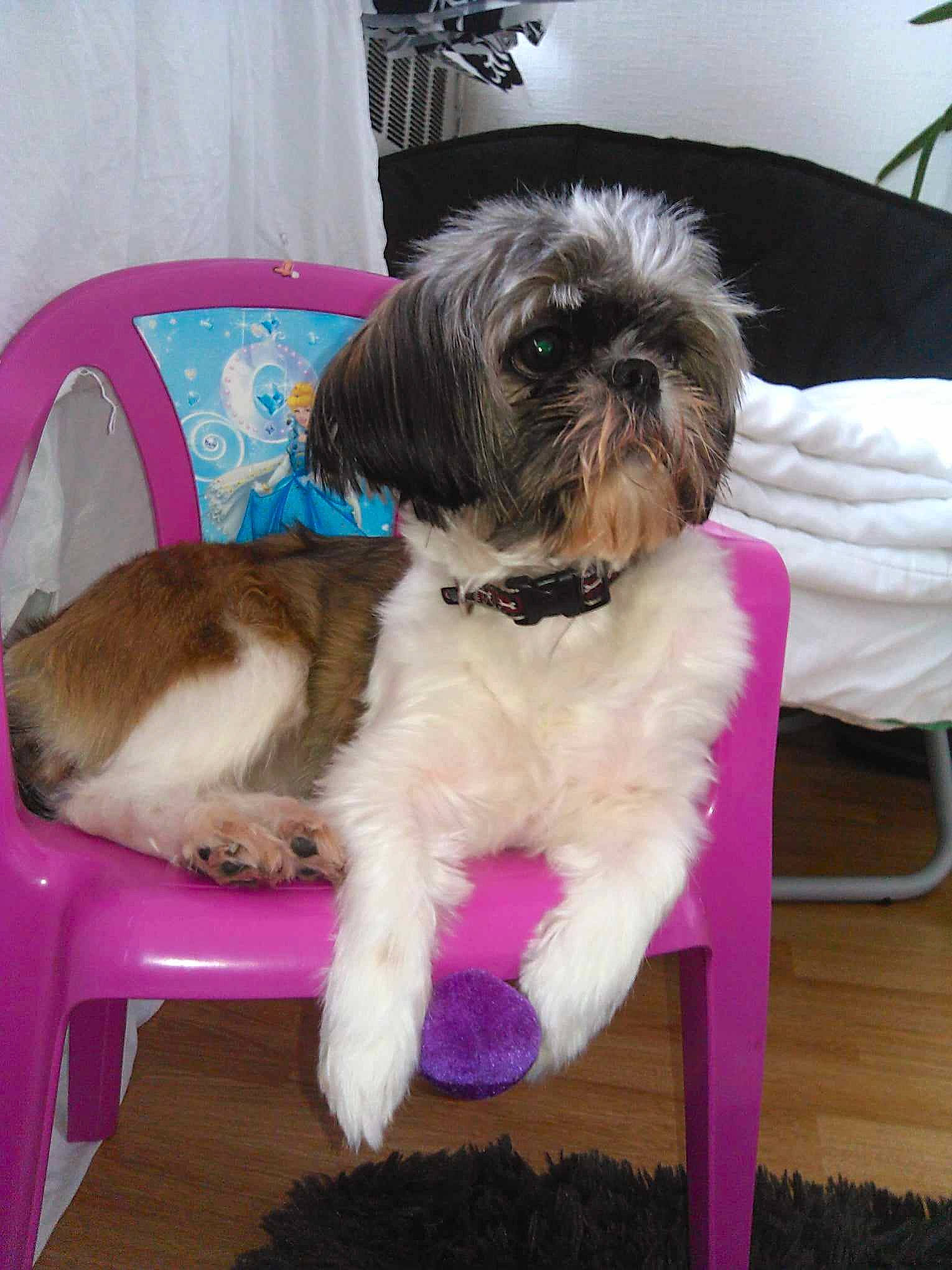 Shelby participe au concours pour gagner de l'argent avec cette photo : canidae, carnivore, chair, collar, companion_dog, dog, dog_breed, dog_supply, fawn, fur, liver, pet_supply, shih_tzu, small_terrier, snout, sporting_group, tail, terrier, toy_dog, working_animal
