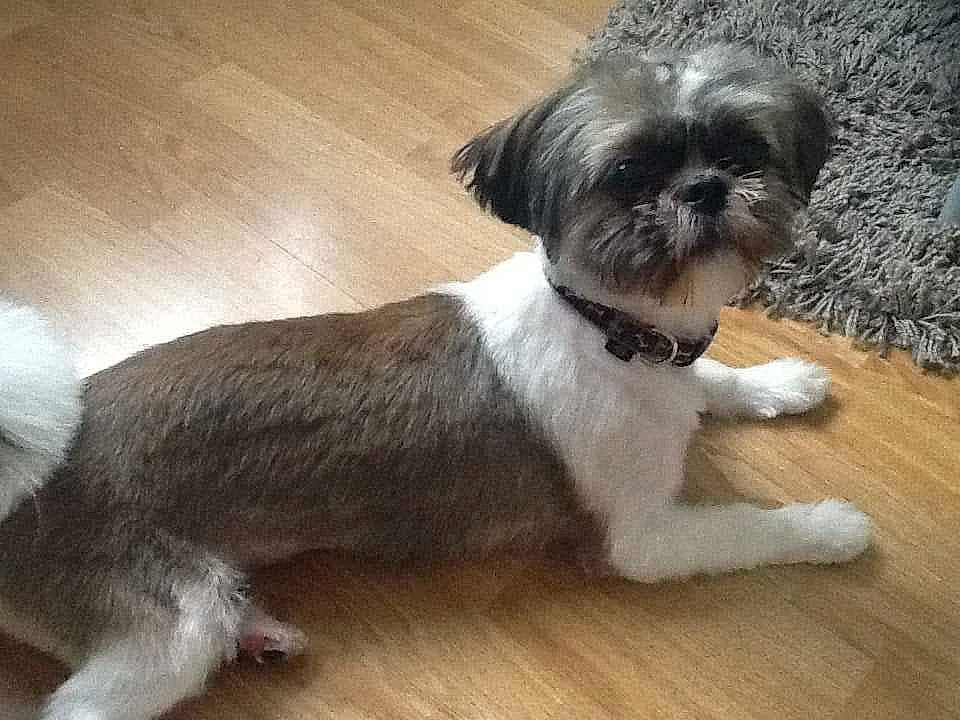 Shelby participe au concours pour gagner de l'argent avec cette photo : canidae, carnivore, companion_dog, dog, dog_breed, dog_supply, fawn, fur, hardwood, liver, shih_tzu, small_terrier, snout, sporting_group, tail, terrier, toy_dog, wood, wood_stain, working_animal