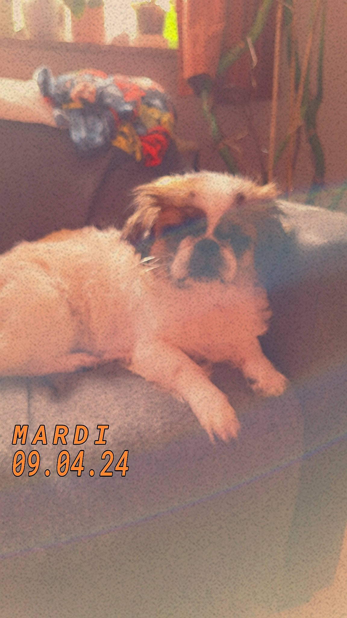 Lica participe au concours pour gagner de l'argent avec cette photo : carnivore, claw, comfort, companion_dog, dog, dog_breed, fawn, felidae, flooring, fur, paw, photo_caption, small_to_medium_sized_cats, snout, sporting_group, tail, terrier, toy_dog, whiskers, working_animal