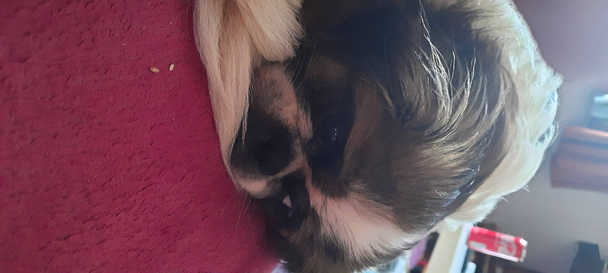 Lica participe au concours pour gagner de l'argent avec cette photo : canidae, carnivore, collar, companion_dog, dog, dog_breed, ear, eyelash, fawn, felidae, fur, liver, nose, paw, pet_supply, small_to_medium_sized_cats, sporting_group, tail, whiskers, working_animal