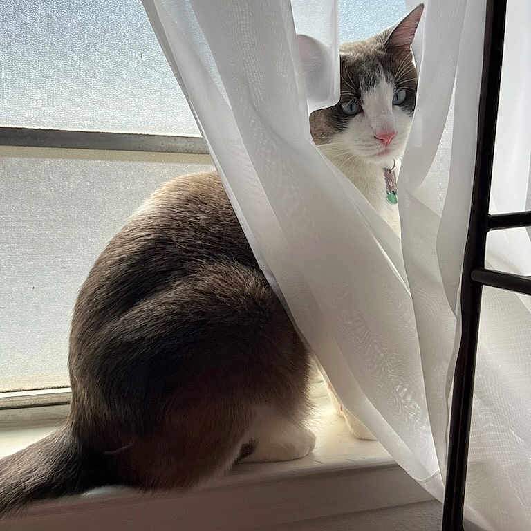 Kyle is registered to the contest to win money with this photo: abyssinian, angora, animal, bed, canine, cat, curtain, dog, homedecor, indoors, kitten, linen, manx, person, pet, showercurtain, siamese, sleeping, window, windowsill
