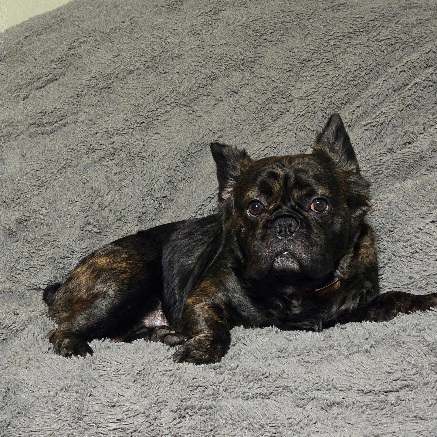 Coal is registered to the contest to win money with this photo: affenpinscher, animal, bulldog, canine, dog, frenchbulldog, pet, pitbull, pug, puppy, terrier