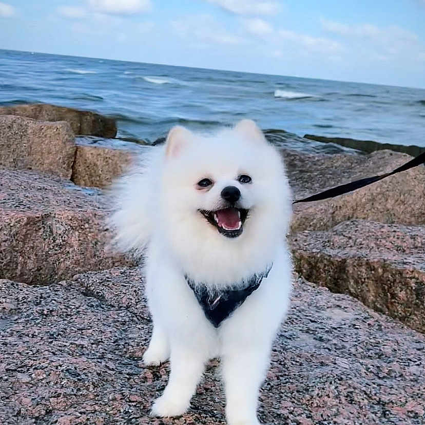 Safiro
