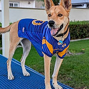 Gracie is registered to the contest to win money with this photo: dog, sports_jersey, blue, yellow, outdoor, bench, grass, happy, tongue_out, ears_up, pet, collar, tag, fence, tree, daylight, canine, standing, animal, playful