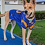 dog, sports_jersey, blue, yellow, outdoor, bench, grass, happy, tongue_out, ears_up, pet, collar, tag, fence, tree, daylight, canine, standing, animal, playful