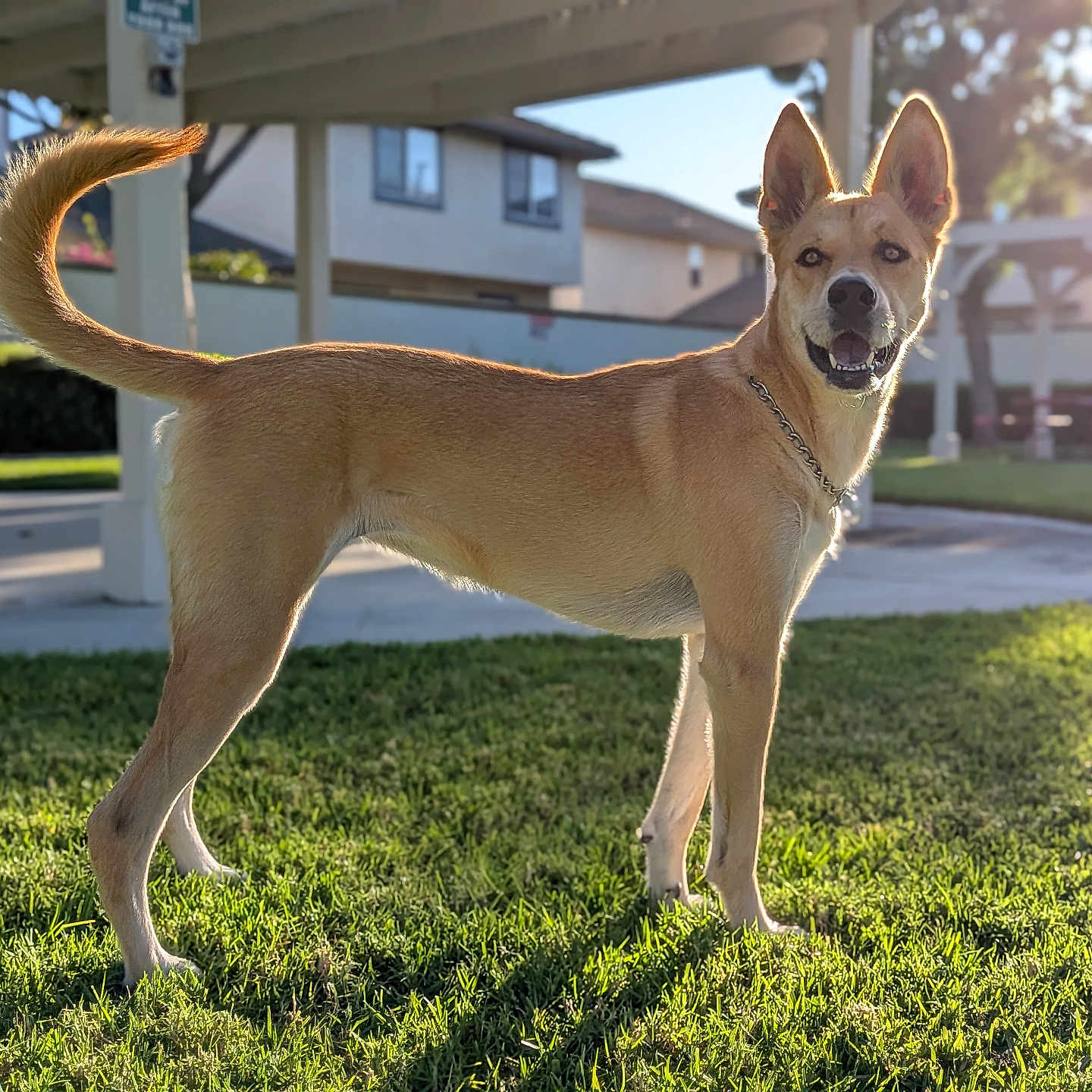 Gracie joined the competition — help win amazing prizes! animal, backlit, canine, collar, daylight, dog, ears, fence, grass, happy, house, nature, outdoor, pet, shadow, standing, suburban, sunlight, tail, yard