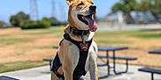 Gracie joined the competition — help win amazing prizes! animal, brown_fur, canine, collar, daytime, dog, ears_up, grass, happy, harness, metal_table, outdoor, park, pet, picnic_table, sitting, sky, sunny, tongue_out, trees