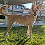 Gracie is registered to the contest to win money with this photo: dog, grass, sunlight, outdoor, pet, animal, tail, ears, collar, suburban, house, fence, shadow, daylight, canine, happy, standing, yard, nature, backlit
