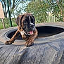 puppy, dog, brindle, tire, outdoor, playful, tongue_out, grass, fence, greenery, young_dog, pet, animal, cute, happy, nature, daylight, muzzle, ears, paw