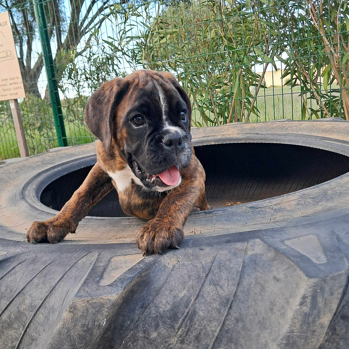 Athos Ou Olympe a rejoint le concours — aidez-le/la à gagner de superbes lots ! animal, brindle, cute, daylight, dog, ears, fence, grass, greenery, happy, muzzle, nature, outdoor, paw, pet, playful, puppy, tire, tongue_out, young_dog