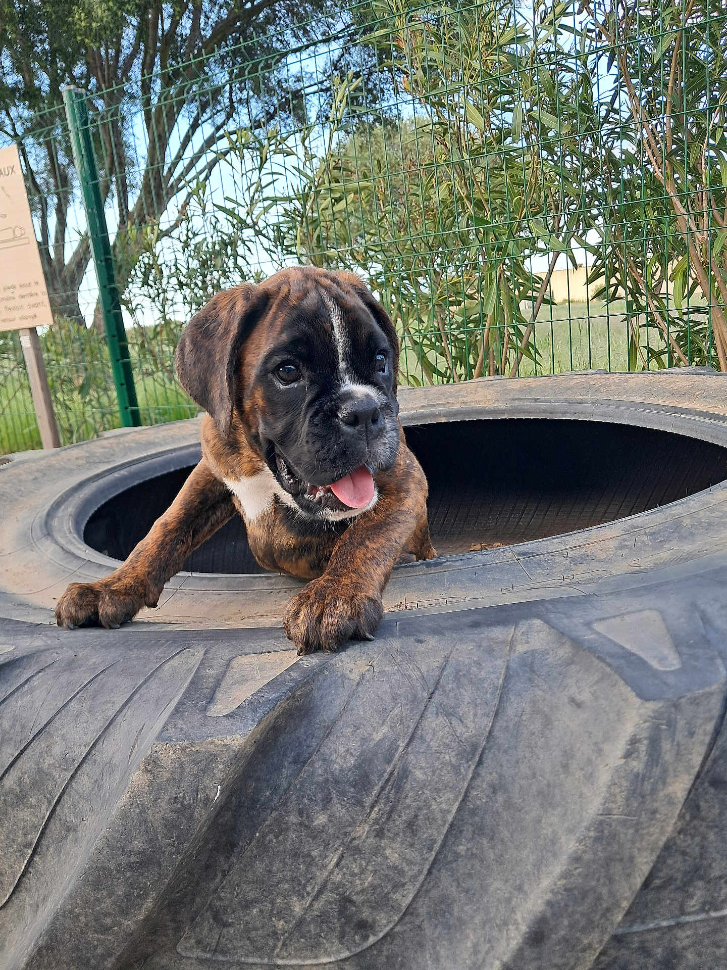 Athos Ou Olympe a rejoint le concours — aidez-le/la à gagner de superbes lots ! puppy, dog, brindle, tire, outdoor, playful, tongue_out, grass, fence, greenery, young_dog, pet, animal, cute, happy, nature, daylight, muzzle, ears, paw