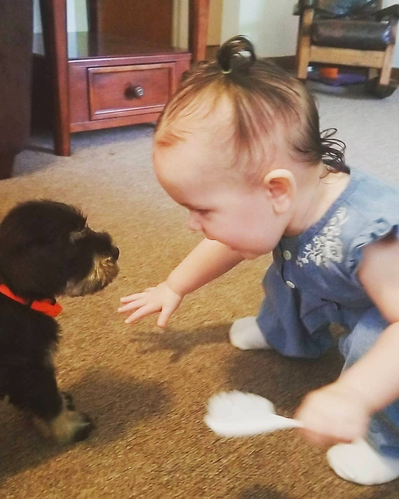 Karlee is registered to the contest to win money with this photo: baby_toddler_clothing, cabinetry, carnivore, chest_of_drawers, child, companion_dog, dog, dog_breed, drawer, fawn, floor, flooring, fur, person, skin, tail, toddler, toy_dog, vertebrate, wood