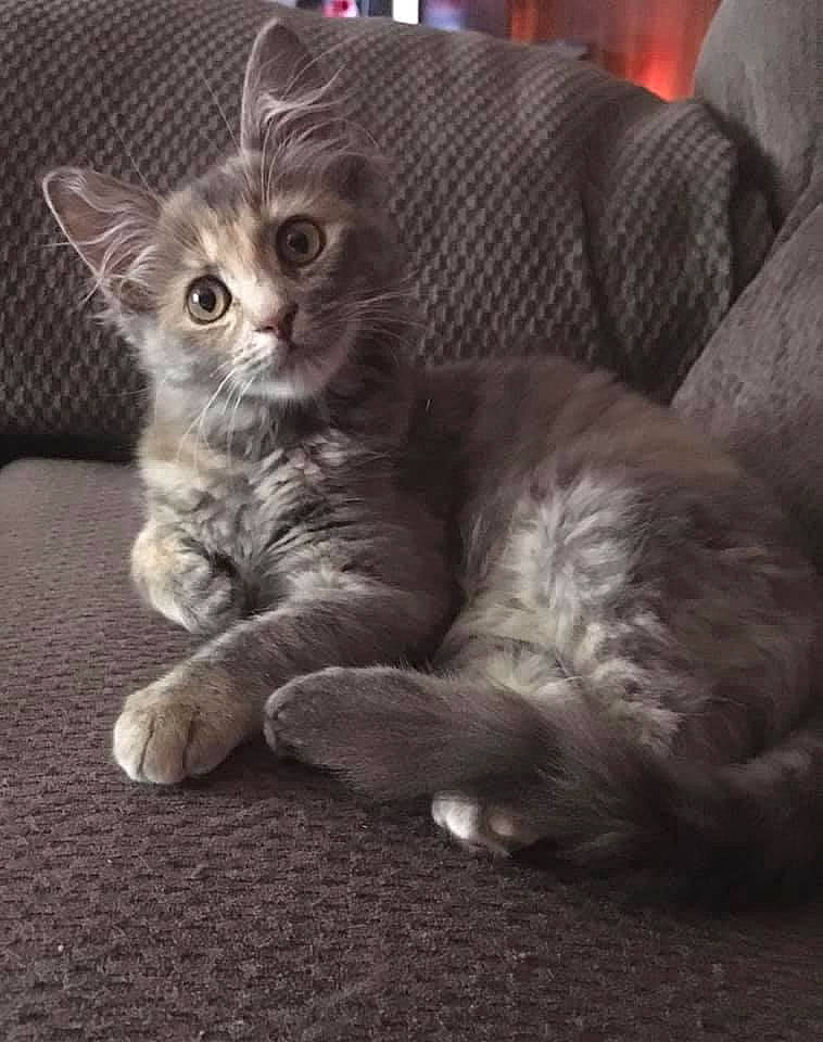 Ultra is registered to the contest to win money with this photo: carnivore, cat, cat_toy, claw, comfort, couch, domestic_short_haired_cat, eye, fawn, felidae, fur, grey, monochrome_photography, paw, sitting, small_to_medium_sized_cats, snout, tail, terrestrial_animal, whiskers