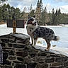 Blue a rejoint le concours — aidez-le/la à gagner de superbes lots ! animal, australian_shepherd, canine, cloudy_sky, cold, daytime, dog, frozen_lake, fur, landscape, leisure, nature, outdoor, pet, pine_trees, scenic, snow, standing, stone_wall, winter