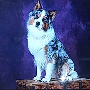 Blue participe au concours pour gagner de l'argent avec cette photo : dog, australian_shepherd, merle_coat, fluffy, pet, animal, wooden_chest, purple_background, sitting, head_tilt, curious, portrait, studio, canine, furry, domestic, companion, indoor, cute, alert