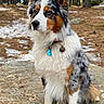 alert, animal, canine, collar, dog, ears_up, fluffy_fur, forest, nature, outdoor, pet, portrait, rock, scenic, sitting, snow, tag, trees, tricolor, winter