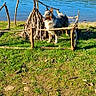 Blue participe au concours pour gagner de l'argent avec cette photo : adventure, animal, blue_sky, calm, daytime, dog, forest, grass, greenery, lake, nature, outdoor, pet, reflection, scenic, sticks, sunlight, trees, water, wooden_structure