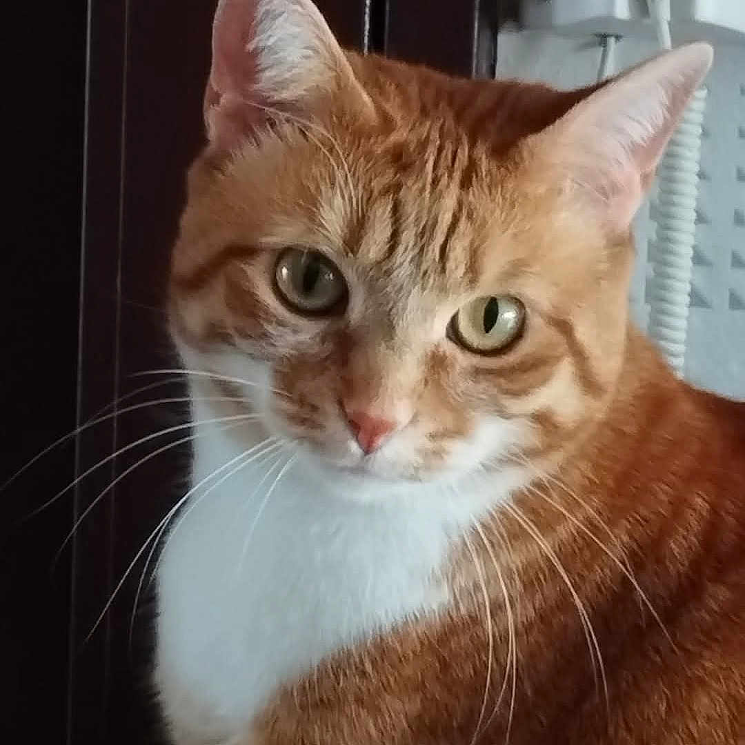 Nikita a rejoint le concours — aidez-le/la à gagner de superbes lots ! abyssinian, angora, animal, cat, citrusfruit, door, food, fruit, kitten, manx, orange, pet, plant, produce