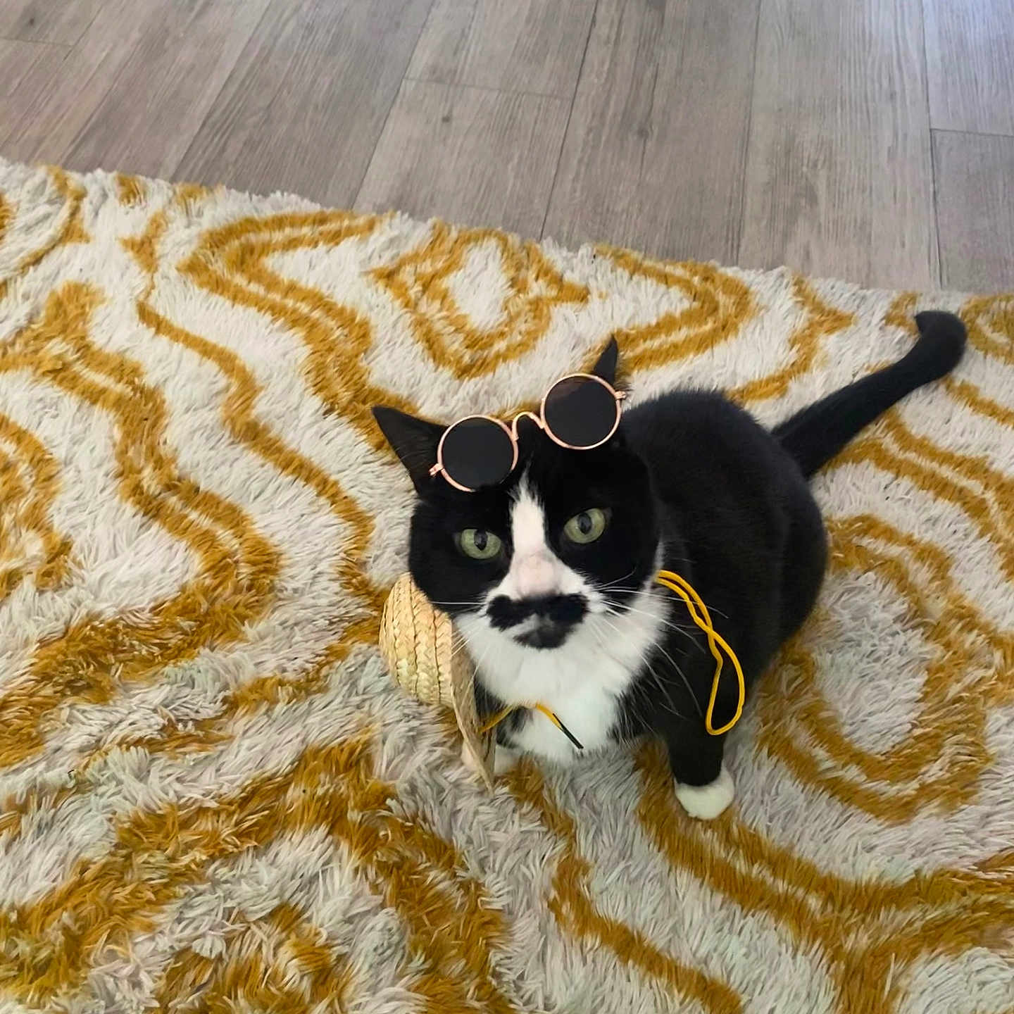 Gizmo