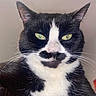 Gizmo joined the competition — help win amazing prizes! cat, black_and_white, close_up, green_eyes, whiskers, mustache_pattern, pet, feline, animal, face, ears, fur, domestic_cat, portrait, cute, looking_at_camera, indoor, expression, mischievous, unique_markings