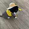 Gizmo joined the competition — help win amazing prizes! cat, black_and_white, hat, straw_hat, yellow_harness, bee_pattern, wooden_floor, pet, animal, indoor, costume, cute, feline, domestic_cat, small_hat, flooring, whiskers, paw, standing, adorable