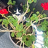 animal, black_and_white_cat, branch, cat, close_up, curious_cat, daylight, eye_contact, feline, flower_pot, garden, green_leaves, leafy_plant, nature, outdoor, pet, plant, potted_plant, red_flowers, texture
