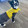 Gizmo is registered to the contest to win money with this photo: animal, bee_pattern, black_and_white_cat, cat, curious, cute, domestic_cat, feline, green_eyes, indoor, looking_up, paws, pet, pet_accessory, playful, short_hair, standing, whiskers, wooden_floor, yellow_harness