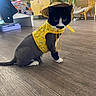 cat, pet, indoor, floor, wooden_floor, yellow_harness, straw_hat, black_and_white_cat, plant, furniture, chair, cabinet, decor, window, coat, blanket, relaxed, animal, domestic, costume