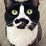 animal, black_and_white, cat, close_up, curious, cute, domestic_cat, face, feline, floor, fur, green_eyes, indoor, looking_up, mustache_marking, pet, portrait, sitting, tuxedo_cat, whiskers