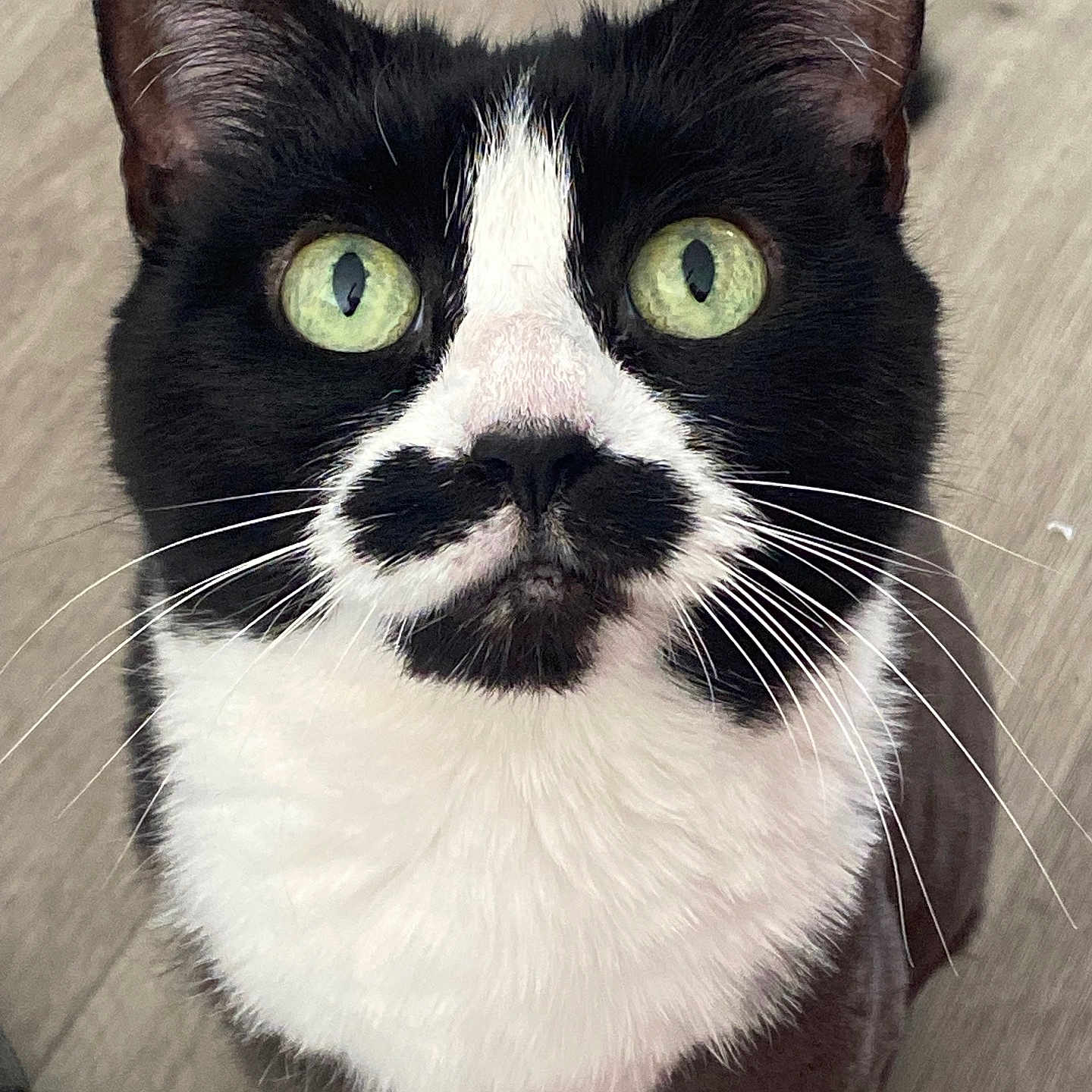 Gizmo