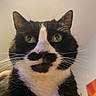 Gizmo is registered to the contest to win money with this photo: animal, black_and_white, cat, close_up, curious, cute, domestic_cat, ears, face, feline, fur, green_eyes, indoor, looking_up, mustache_marking, nose, pet, portrait, tuxedo_cat, whiskers