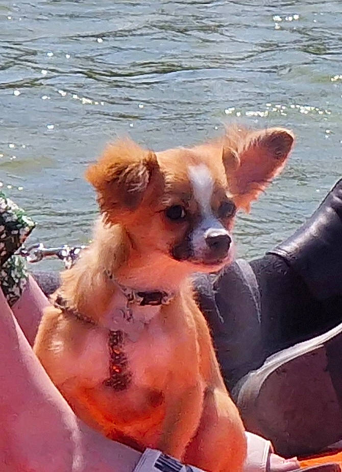 Tino a rejoint le concours — aidez-le/la à gagner de superbes lots ! canidae, carnivore, chihuahua, collar, companion_dog, dog, dog_breed, dog_supply, eyewear, fawn, head, lake, liver, snout, sporting_group, toy_dog, travel, water, whiskers, working_animal