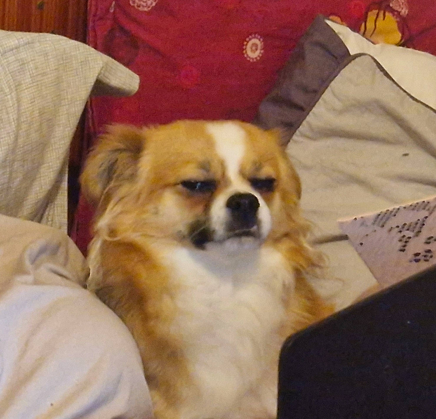 Tino participe au concours pour gagner de l'argent avec cette photo : canidae, carnivore, comfort, companion_dog, dog, dog_breed, door, fawn, fur, linens, snout, sporting_group, tibetan_spaniel, toy_dog, whiskers, working_animal