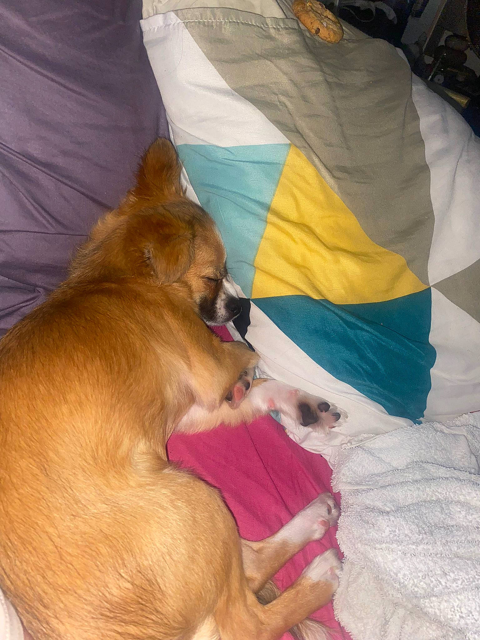 Tino participe au concours pour gagner de l'argent avec cette photo : canidae, carnivore, comfort, companion_dog, dog, dog_breed, dog_supply, fawn, felidae, fur, human_leg, linens, liver, non_sporting_group, paw, snout, sporting_group, tail, toy_dog, whiskers