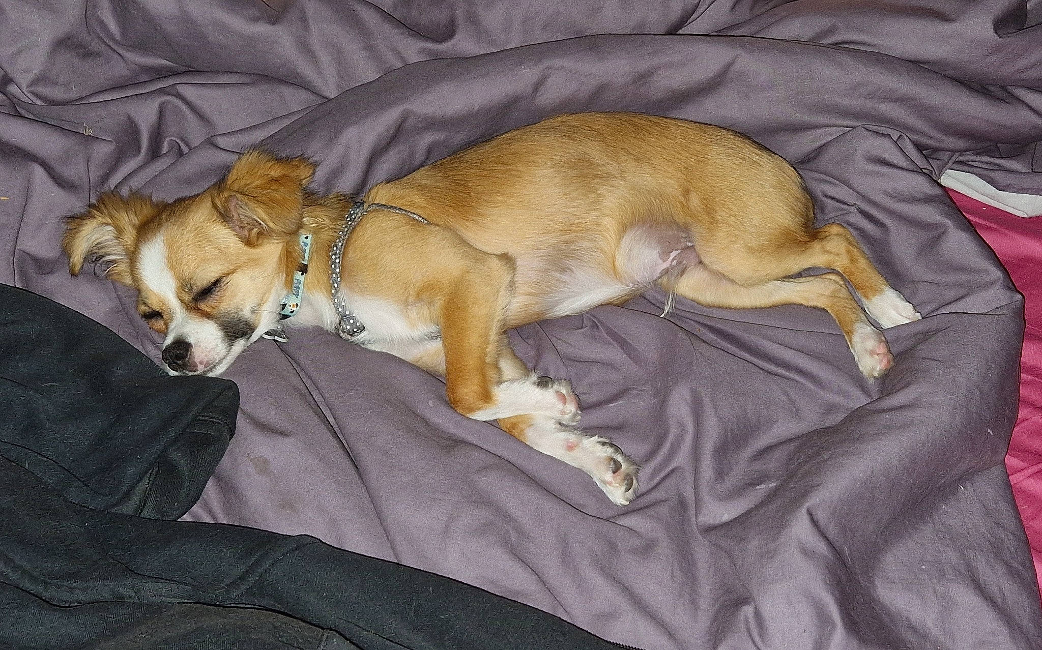 Tino participe au concours pour gagner de l'argent avec cette photo : canidae, carnivore, comfort, companion_dog, dog, dog_breed, dog_supply, fawn, fur, linens, nap, paw, snout, sporting_group, tail, terrestrial_animal